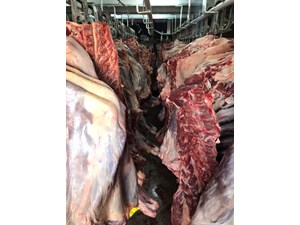 تخفیف ویژه جهت مشتریان جدید با خرید نقدی در تناژ بالا