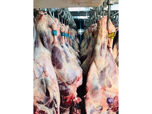 خرید گوشت قرمز و سفید در تناژ بالا
